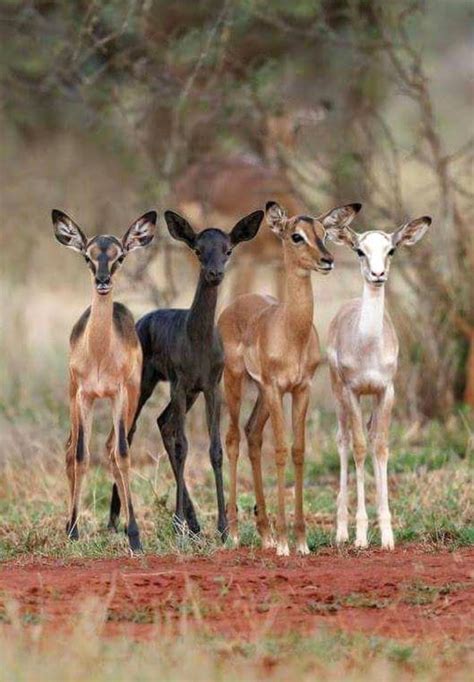 Impala Antelope In A Variety Of Colors They Are Beautiful But Thats