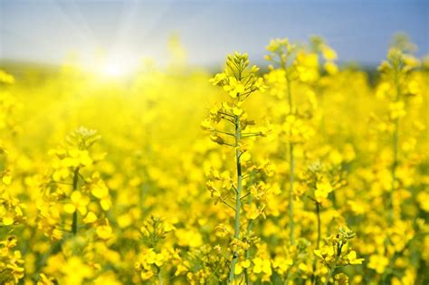 Canola oil is a vegetable oil derived from the rapeseed plant (brassica napus), a species of the brassica genus that includes turnip, mustard, and colewort. 春季限定 雲貴高原上的金黃油菜花毯-欣旅遊BonVoyage-欣傳媒旅遊頻道