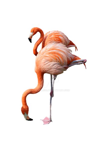 2 Standing Pink Flamingo Stock Photo 0440 Png By Annamae22 On Deviantart