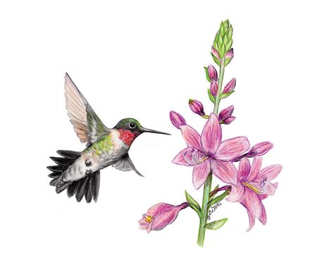 Male Hummingbird Drawing By Betsy Davis