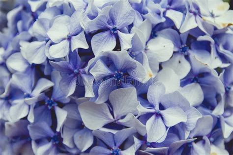 Blue Hydrangea Flowers Close Up Stock Photo Image Of Botanical