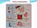 PPT - ROUTES OF DRUG ADMINISTRATION PowerPoint Presentation, free ...