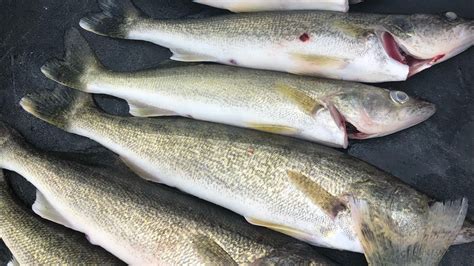 Walleye On The Detroit River Catfish On Saginaw Bay Michigan Out Of
