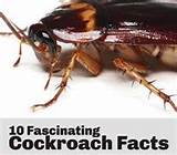 Images of Cockroach Workout
