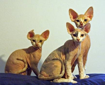 See more of arizona maine coon cat rescue, inc. Sphynx/Rex (With images) | Purebred cats, Cat sleeping ...