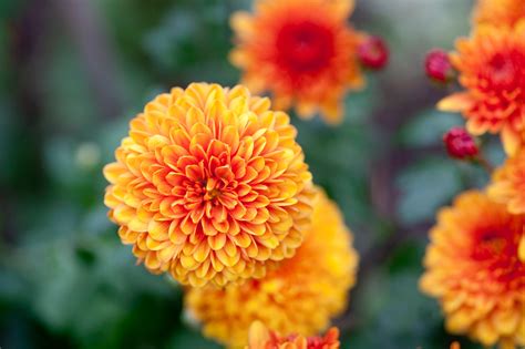 How To Care For A Chrysanthemum House Plant Jackeline Almond