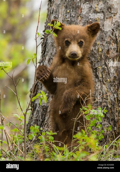 Black Bear Cub Ursus Americanus Waterton National Park Alberta