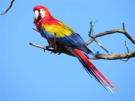 Top 10 Most Beautiful Parrot In The World With All Details