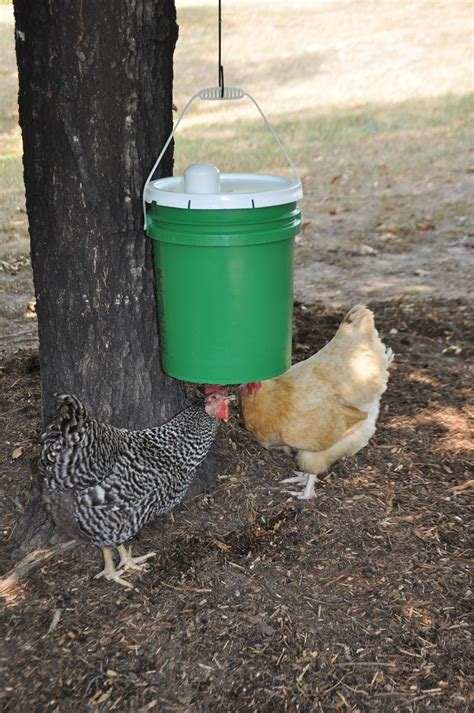 Diy chicken feeder from 5 gallon bucket | cheap diy chicken feeder. DIY: Chicken Waterer | Community Chickens