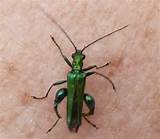 Pictures of Flower Beetle