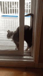 Share the best gifs now >>>. Cat Door GIF - Find & Share on GIPHY