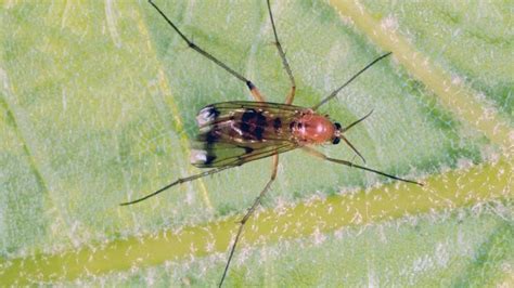 Fungus Gnats Identify Control And Disease Prevention Tips