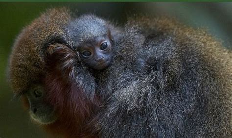 Tiny Titi Monkey Takes A Ride On Dad Zooborns