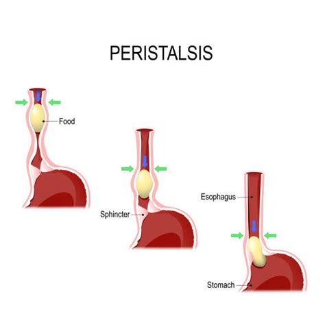 170 Peristalsis Ilustraciones Fotografías De Stock Fotos E Imágenes