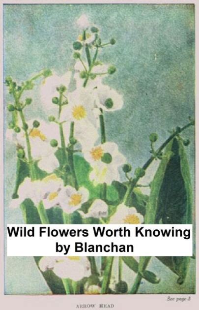 Wild Flowers Worth Knowing Illustrated By Neltje Blanchan Ebook