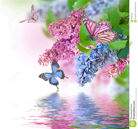 Lilac Blue And Pink Butterfly Stock Photo Image 39384459