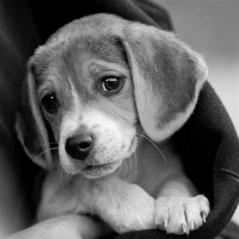 Best 66 Beagles Images On Pinterest Baby Beagle Beagle