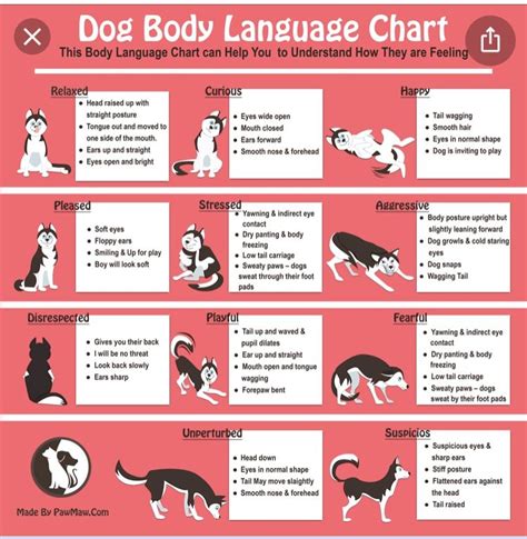 Understanding Dog Body Language Decipher Dogs Signs And Signals Dog