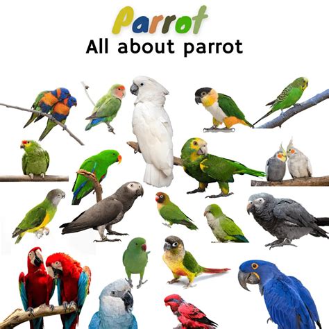 Parrot All About Parrot Parrot Name Species And Behavior