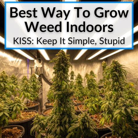 Best Way To Grow Weed Indoors Kiss Keep It Simple Stupid