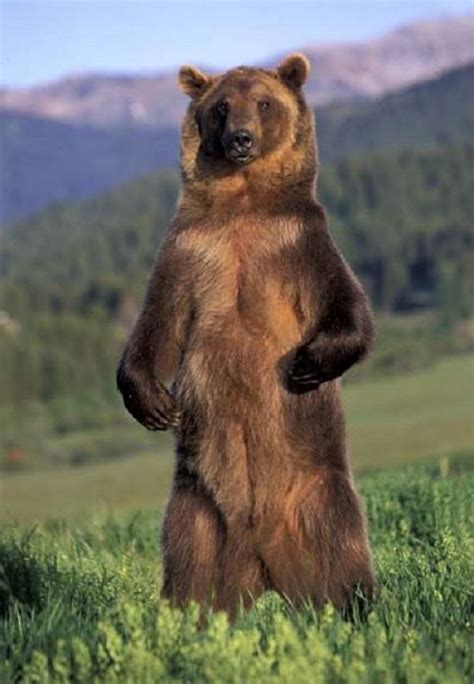 Grizzly Bear Facts Animal Facts Encyclopedia