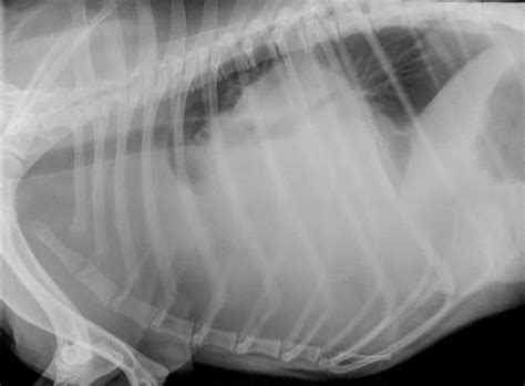 Radiographic Case Study 8 Year Old Dyspnoeic Springer Spaniel