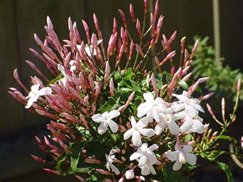 Gardensonline Jasminum Polyanthum