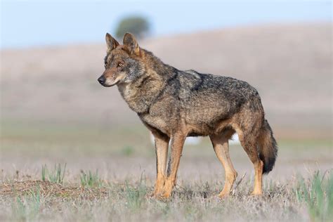 Iberian Wolf Sighting From Gijón Book Online At