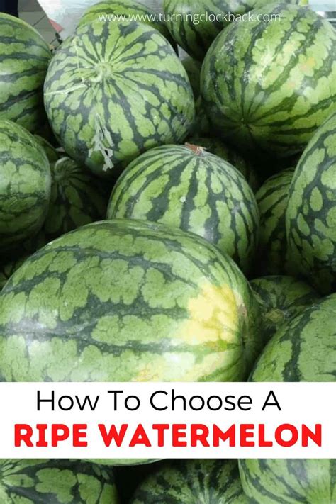 how to choose a ripe watermelon turning the clock back