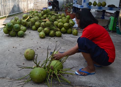 How To Open Prepare And Eat Coconuts In Thailand