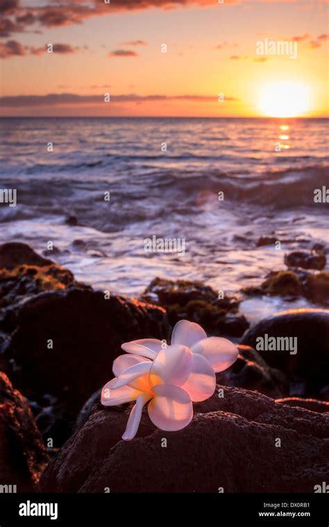 A Couple Plumeria Flower Blooms On Volcanic Rock Lit By The Sunset On A