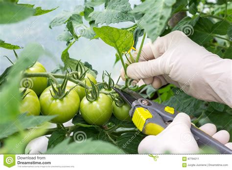 Woman Is Pruning Tomato Plant Branches In The Greenhouse