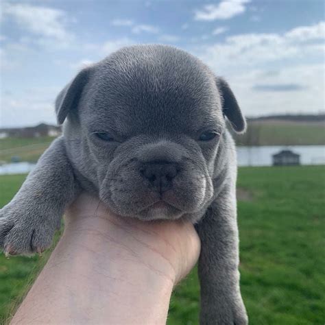 I have two litters of frenchies due in june. French Bulldog Puppies For Sale | Phoenix, AZ #328543