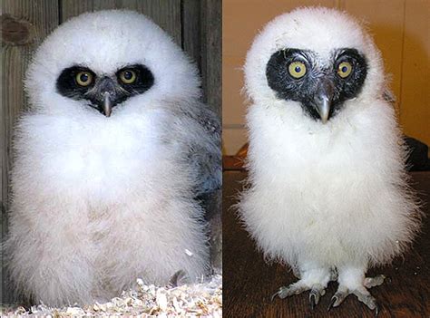Spectacled Owl Chicks Born Fluffy White Baby Animal Zoo
