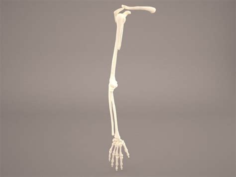 Skelet 3d Models Download 3d Skelet Available Formats C4d Max Obj