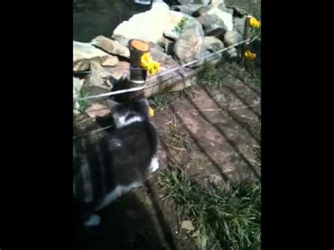 Purr…fect fence outdoor cat enclosures are currently making over 40,000 cats happy, healthy and safe outdoors. Cat touches an electric fence LMAO - YouTube