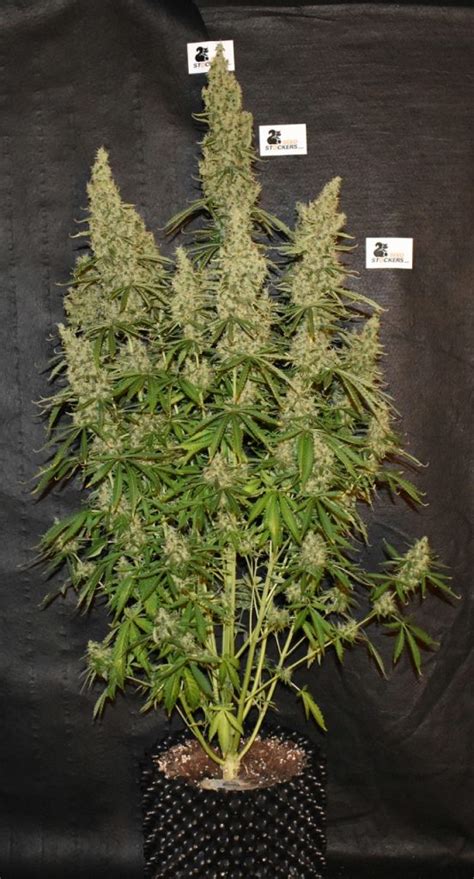 Seedstockers White Widow Autoflower With High Thc Weedstockers