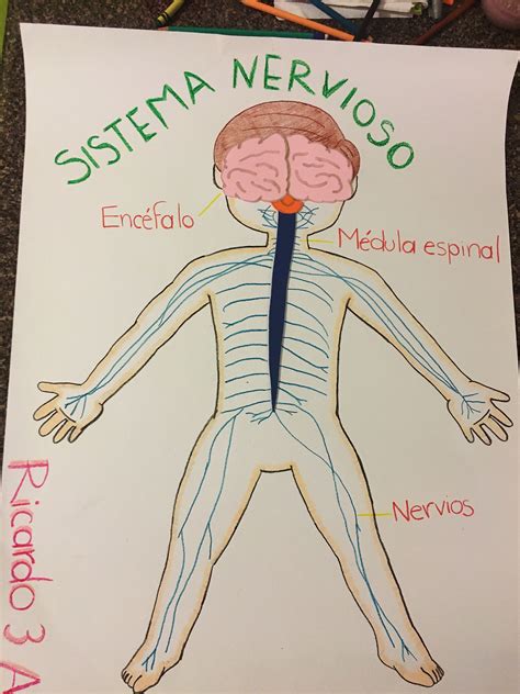 Sistema Nervioso Del Cuerpo Humano