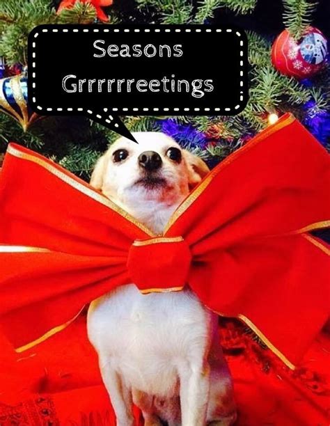 13 Funny Christmas Card Ideas For Your Dog Funny Christmas Cards
