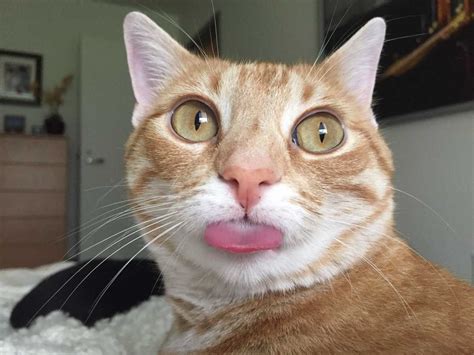 20 Adorable Cat Bleps To Bless Your Timeline Because Theres Nothing Cuter