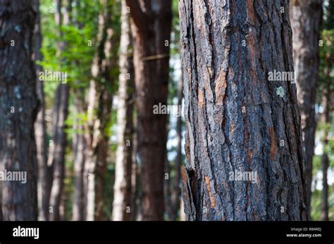 Khasi Pine Pinus Kesiya Hi Res Stock Photography And Images Alamy