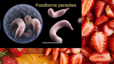 Foodborne Parasites In The Us Youtube