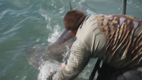 Hammerhead Shark Caught By Fisherman Is Tagged And Released Youtube