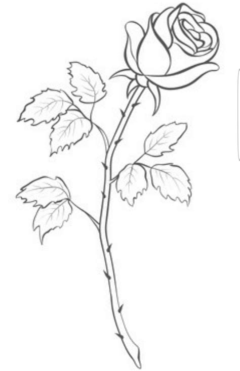 Rose Flower Outline Drawing
