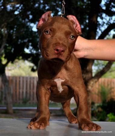 Pitbull chocolate lab mix is a huge appeal as a pet and if you are considering a designer dog to keep in a pitbull chocolate lab mix can be very energetic and affectionate dogs. Beautiful Chocolate Red Nose Pitbull Pups! for Sale in La Joya, Texas Classified ...