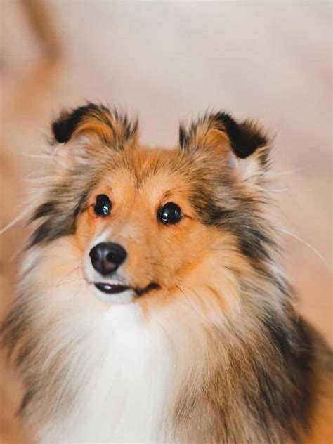 The Shetland Sheepdog Your Ultimate Breed Information Guide Your