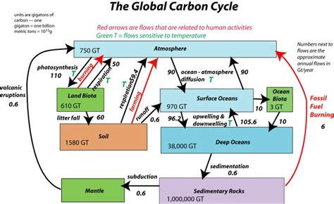 The Global Carbon Cycle Represented In A Diagram With Reservoirs And