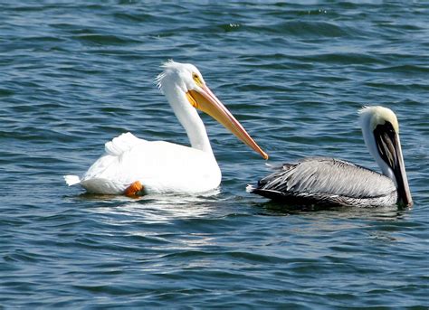 Our own lineup player ratings with position rankings. Joan and Dan's Birding Blog: Brown Pelican