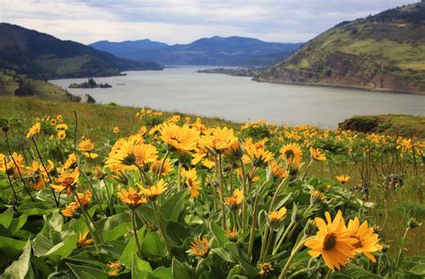 20 Photos Of Oregon Wildflowers As Our Favorite Trails Are Closed This