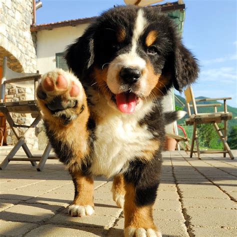 These Pictures Of Bernese Mountain Dog Puppies Lead